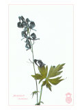 Aconitum Lámina giclée