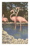 Flamants, Floride Posters