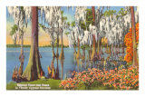 Cypress Trees, Florida Photo