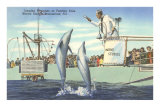 Saut de marsouins, Marineland, Floride Posters
