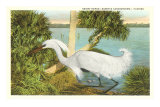 Snowy Egret, Florida Photo