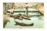Alligator Joe, Palm Beach, Florida Photo