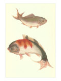 Carpas koi Lámina giclée Carpas koi Lámina giclée