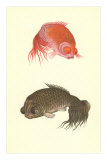 Koi Posters