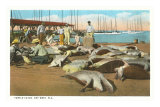 Turtle Catch, Key West, Florida Photo
