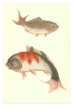 Koi Posters