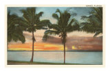 Sunset, Palm Trees, Florida Posters