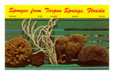 Sponges from Tarpon Springs, Florida Posters