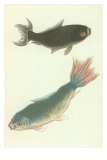 Koi Posters