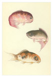 Koi Photo