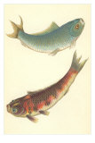 Carpas koi Pósters