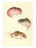 Carpas koi Lámina giclée Carpas koi Lámina giclée