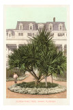 Screw Pine Tree, Miami, Florida Photo
