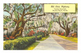 Tomoka State Park, Daytona Beach, Florida Posters