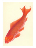 Reddish Orange Koi Lámina giclée Reddish Orange Koi Lámina giclée