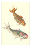 Koi Posters