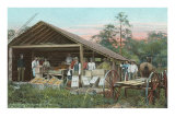 Orange Packing Hut, Florida Posters
