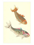 Carpas koi Lámina giclée