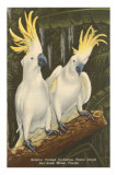 Cacatoès à huppe jaune, Miami, Floride Posters