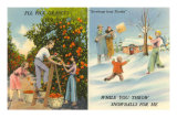 Oranges contre boules de neige, Floride Posters