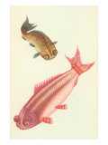 Carpas koi Lámina giclée Carpas koi Lámina giclée