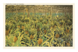 Pineapple Farm, Florida Posters