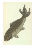 Carpas koi Lámina giclée Carpas koi Lámina giclée