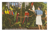 Macaws, Florida Posters