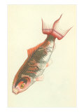 Carpas koi Lámina giclée Carpas koi Lámina giclée