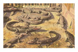 Alligator Farm, Florida Photo