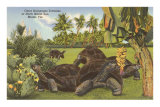 Galapagos Tortoises, Miami, Florida Photo