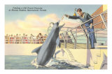 Feeding Porpoise, Marineland, Florida Posters