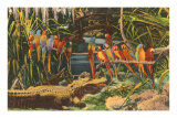 Aras et alligator, Floride Posters