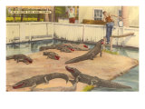 Alligator Farm, Miami, Florida Lámina giclée Alligator Farm, Miami, Florida Lámina giclée