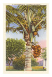 Kokospalme Poster