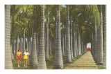 Royal Palms, Florida Posters