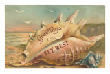 Greetings from Key West, Conch Shell Print