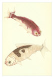 Koi Posters