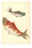 Koi Posters