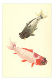 Koi Posters