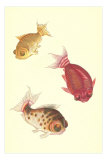 Koi Photo