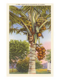 Cocotero Lámina giclée Cocotero Lámina giclée
