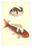 Koi Posters