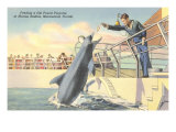 Feeding Porpoise, Marineland, Florida Lámina giclée Feeding Porpoise, Marineland, Florida Lámina giclée