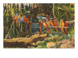 Macaws and Alligator, Florida Lámina giclée Macaws and Alligator, Florida Lámina giclée