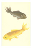 Koi Posters