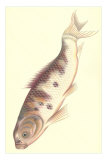 Koi Posters