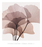 Ginkgo Leaves II Affiches par Steven N. Meyers