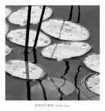 Lily Pads, Sunrise Prints by David Gray