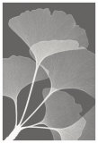Ginkgos II Art by Steven N. Meyers